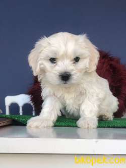 MİNİK MALTESE TERRİER 2