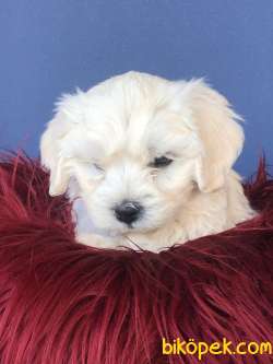 MİNİK MALTESE TERRİER 4