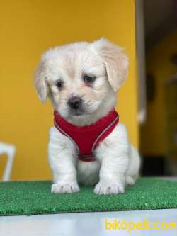 MİNİK MALTESE TERRİER 1