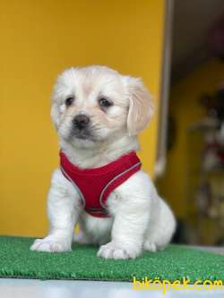 MİNİK MALTESE TERRİER 3