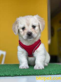 MİNİK MALTESE TERRİER 2