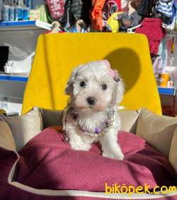 MİNİK MALTESE TERRİER 2