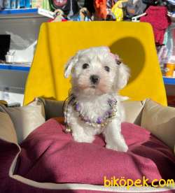 MİNİK MALTESE TERRİER 3