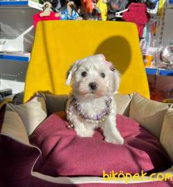 MİNİK MALTESE TERRİER