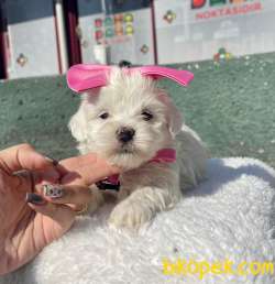 MİNİK MALTESE TERRİER 4