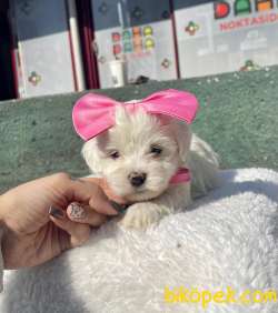 MİNİK MALTESE TERRİER 2