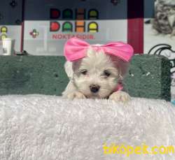 MİNİK MALTESE TERRİER 3