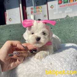 MİNİK MALTESE TERRİER