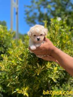 MİNİK MALTESE TERRİER YAVRULAR 4