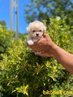 MİNİK MALTESE TERRİER YAVRULAR 2
