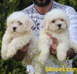 Minik Maltese Yavrular 1