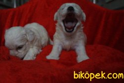 Minik Maltese Yavrular 3
