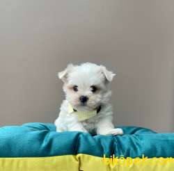MİNİK MALTESE YAVRULAR 4