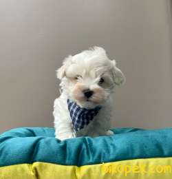 MİNİK MALTESE YAVRULAR 3