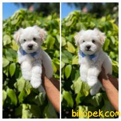MİNİK MALTİPO VE MALTESE TERRİER 3
