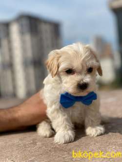 MİNİK MALTİPO VE MALTESE TERRİER 2