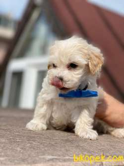 MİNİK MALTİPO VE MALTESE TERRİER 4