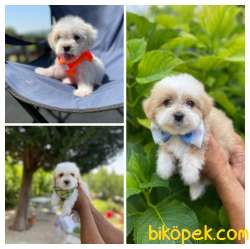 MİNİK MALTİPO VE MALTESE TERRİER 1