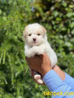 MİNİK MALTiPOO YAVRU 1