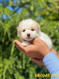 MİNİK MALTiPOO YAVRU 3