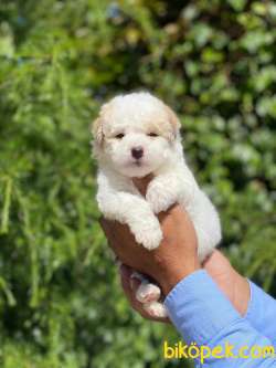 MİNİK MALTiPOO YAVRU 2