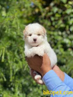 MİNİK MALTiPOO YAVRU 1