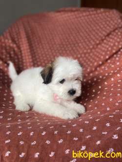 MİNİK MALTİPOO YAVRU 2