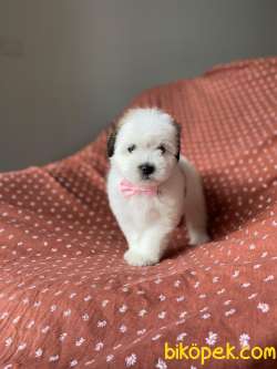 MİNİK MALTİPOO YAVRU 1