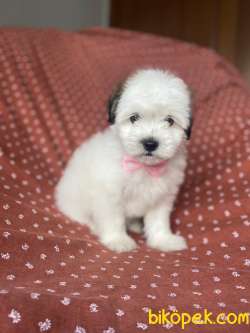 MİNİK MALTİPOO YAVRU 4