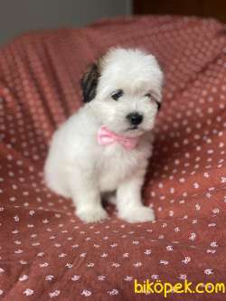 MİNİK MALTİPOO YAVRU 3