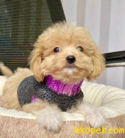 MİNİK MALTİPOO YAVRU 2