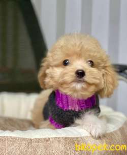 MİNİK MALTİPOO YAVRU 4