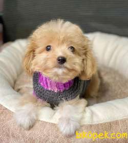MİNİK MALTİPOO YAVRU 1