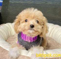 MİNİK MALTİPOO YAVRU 3