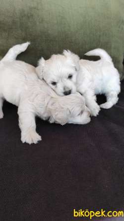 Minik Maltipoo Yavrularımız 2