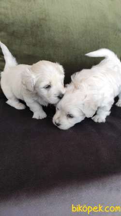Minik Maltipoo Yavrularımız 3