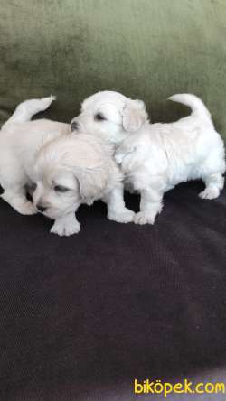 Minik Maltipoo Yavrularımız 1