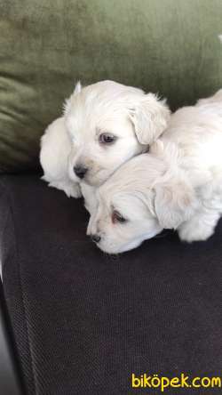 Minik Maltipoo Yavrularımız 4