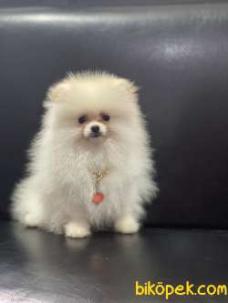 Minik Pamuk Pomeranianboo 1