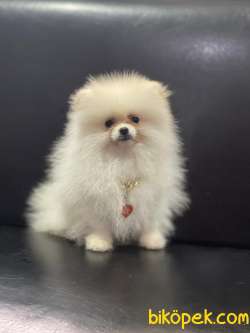 Minik Pamuk Pomeranianboo 2