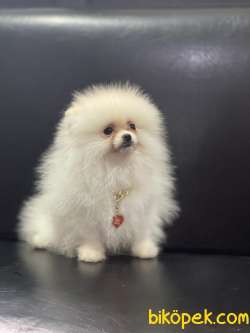 Minik Pamuk Pomeranianboo 3