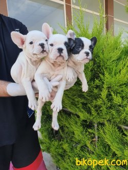 Minik Patili French Bulldoglar 1