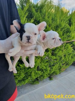 Minik Patili French Bulldoglar 3