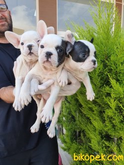 Minik Patili French Bulldoglar 2