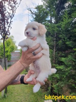 Minik Patili Maltipoo 1