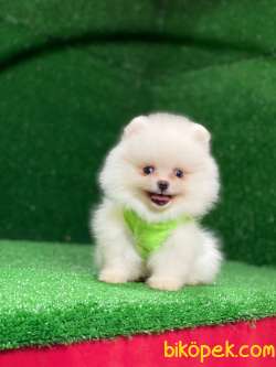 Minik Pomeranian Bebeklerimiz 1