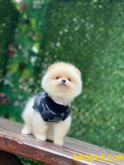 Minik Pomeranian Bebeklerimmm 4