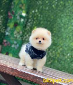 Minik Pomeranian Bebeklerimmm 5