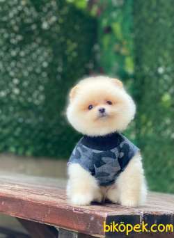 Minik Pomeranian Bebeklerimmm 3