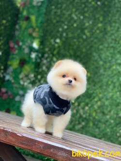 Minik Pomeranian Bebeklerimmm 2